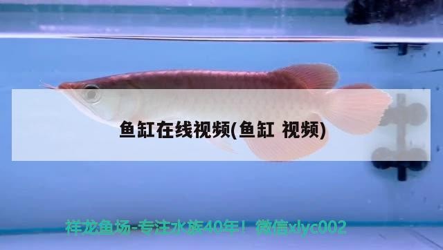 魚缸在線視頻(魚缸視頻)