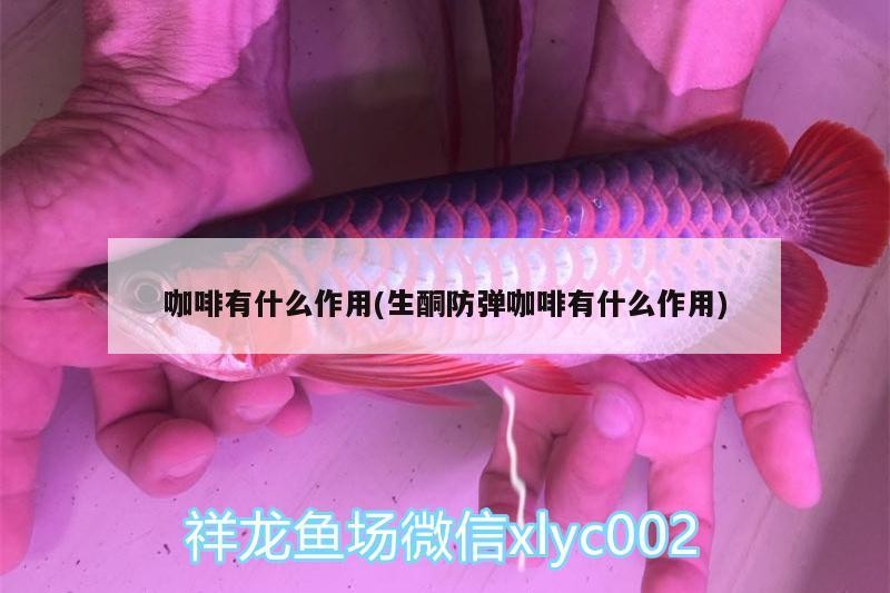 咖啡有什么作用(生酮防彈咖啡有什么作用) 咖啡有什么作用(生酮防彈咖啡有什么作用) 馬來西亞咖啡