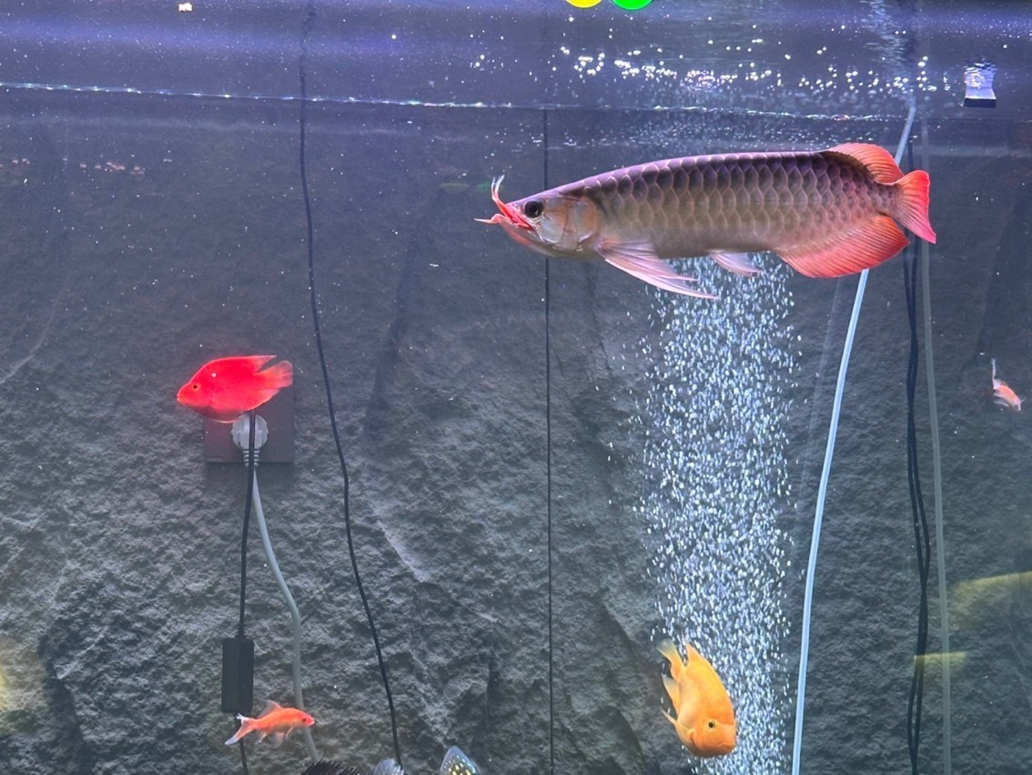 還是挺帥的 龍魚論壇 第1張 還是挺帥的 還是挺帥的 龍魚論壇 第1張