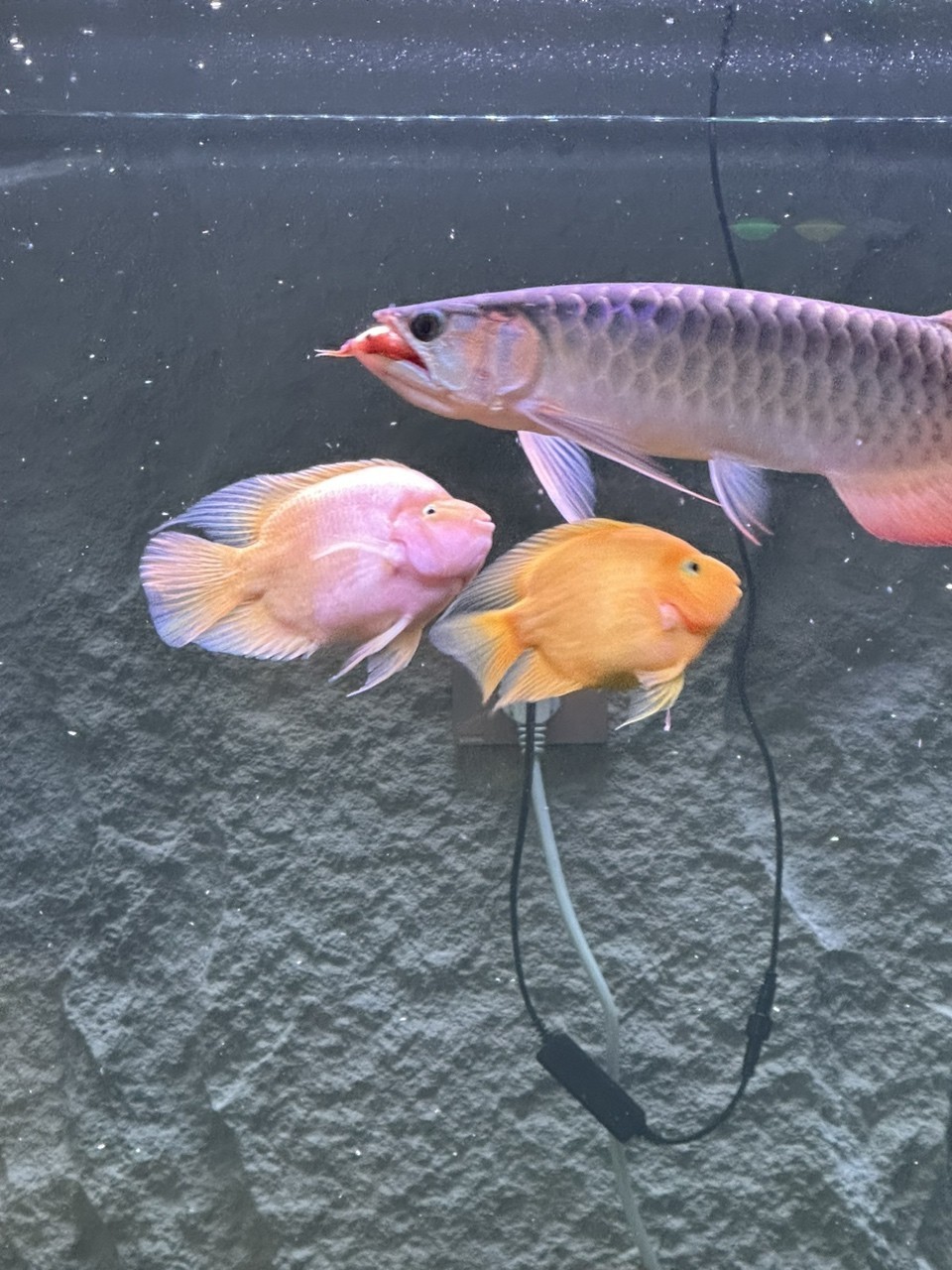 還是挺帥的 龍魚論壇 第3張 還是挺帥的 還是挺帥的 龍魚論壇 第3張