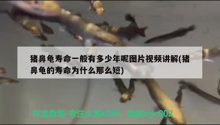 豬鼻龜壽命一般有多少年呢圖片視頻講解(豬鼻龜?shù)膲勖鼮槭裁茨敲炊?