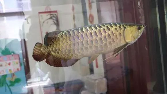 龍魚換缸一定要注意這些vs祥龍魚場：祥龍魚換缸注意事項詳解祥龍魚換缸注意事項詳解