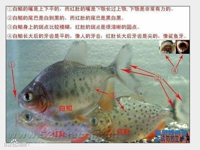 虎魚白毛病的魚怎么治療最好：治療虎魚的白毛病需要綜合運用多種方法