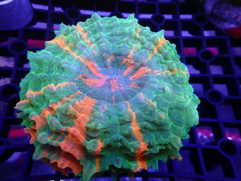 富士腦 富士腦 龍魚論壇 第4張