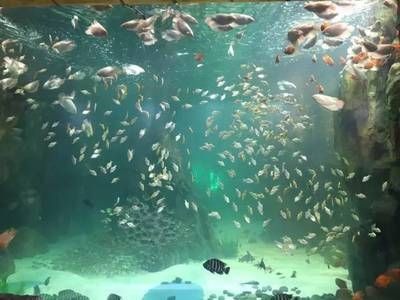 黃岡水族館vs祥龍魚場（探討黃岡水族館與祥龍魚場之間的差異之前需要明確基本信息）