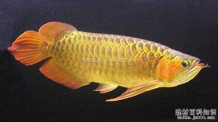 魟魚會怕癢嗎怎么養活：飼養魟魚需要注意以下幾個方面 魟魚會怕癢嗎怎么養活：飼養魟魚需要注意以下幾個方面 魟魚百科 第3張