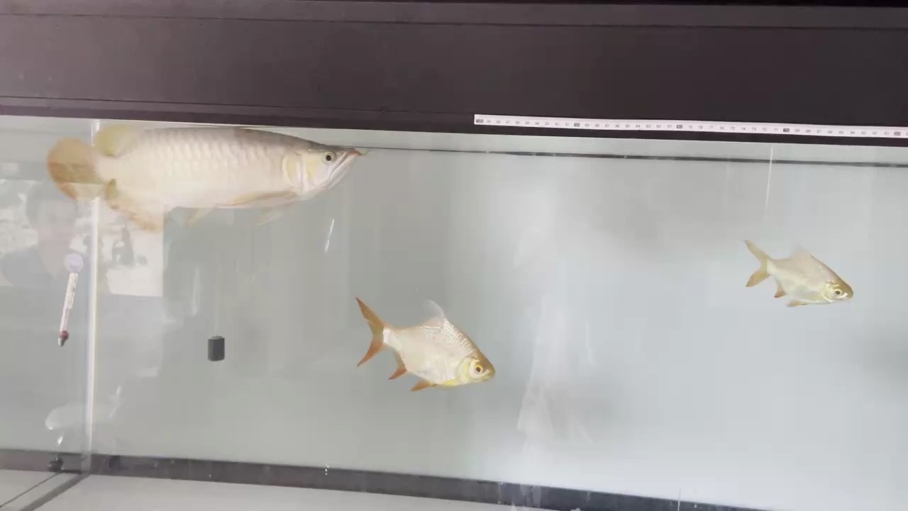 隨緣