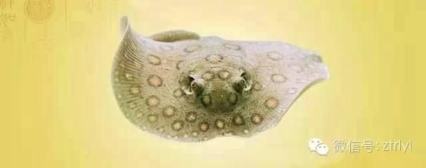 魟魚(yú)飼養(yǎng)環(huán)境：魟魚(yú)的飼養(yǎng)環(huán)境是影響其健康和生活質(zhì)量的重要因素
