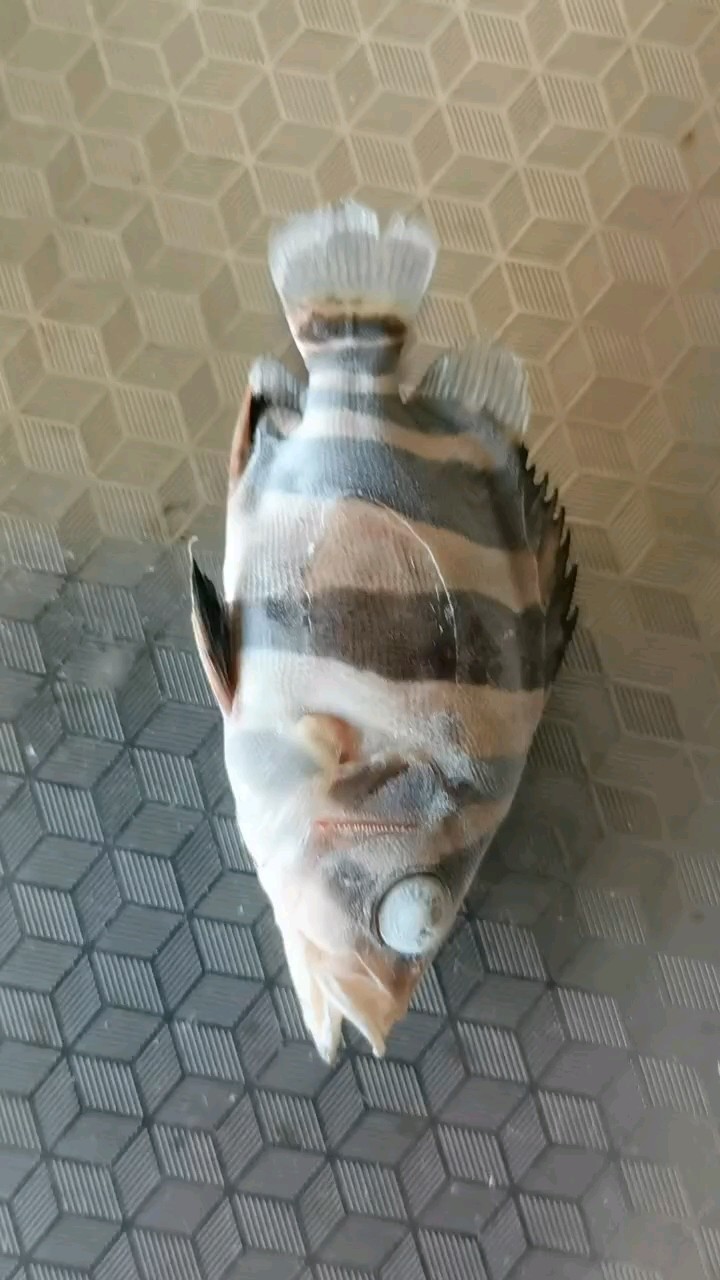 猜猜是什么品種