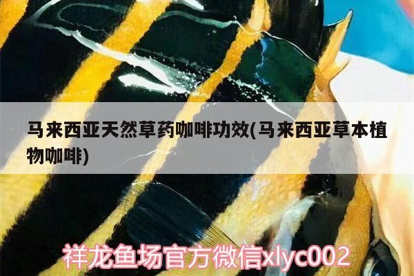 馬來西亞天然草藥咖啡功效(馬來西亞草本植物咖啡)