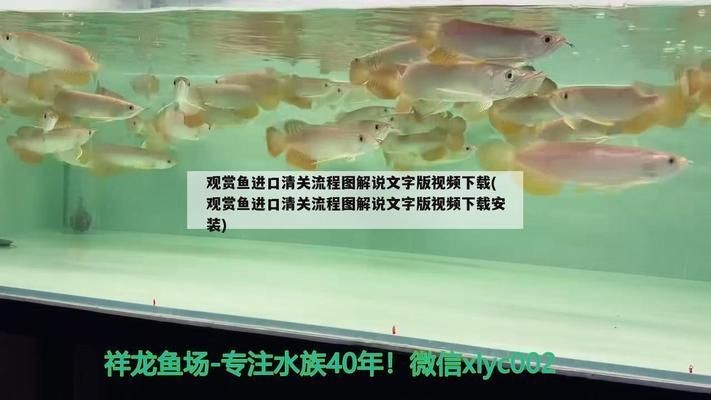 龍魚內寄和外寄表現的區別vs祥龍魚場：龍魚內寄和外寄在表現上有明顯的區別