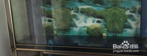 威海觀賞魚交流群微信公眾號是多少