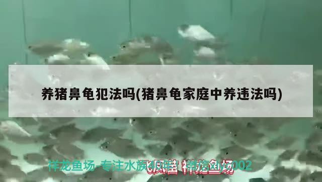 養豬鼻龜犯法嗎(豬鼻龜家庭中養違法嗎)