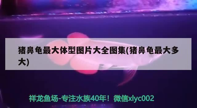 豬鼻龜能長多大,壽命有多長：豬鼻龜一般能活多少年
