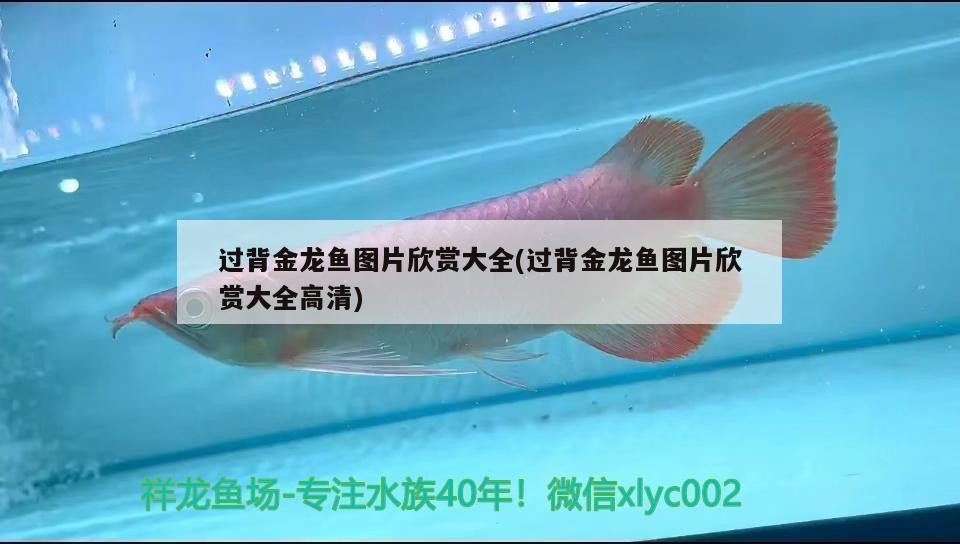 過背金龍魚圖片欣賞大全(過背金龍魚圖片欣賞大全高清) 過背金龍魚圖片欣賞大全(過背金龍魚圖片欣賞大全高清) 金龍魚百科
