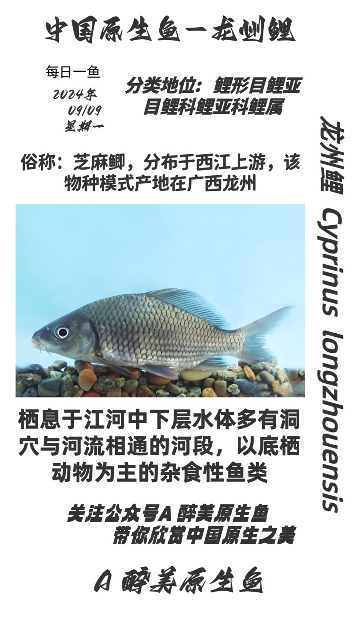 龍州鯉