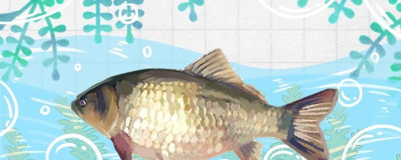 我的虎魚(yú)真菌感染了要怎么處理 夏季陰天適合釣魚(yú)嗎釣鯽魚(yú)怎么釣 iwish愛(ài)唯希品牌魚(yú)缸 夏季陰天適合釣魚(yú)嗎釣鯽魚(yú)怎么釣 夏季陰天適合釣魚(yú)嗎釣鯽魚(yú)怎么釣 iwish愛(ài)唯希品牌魚(yú)缸