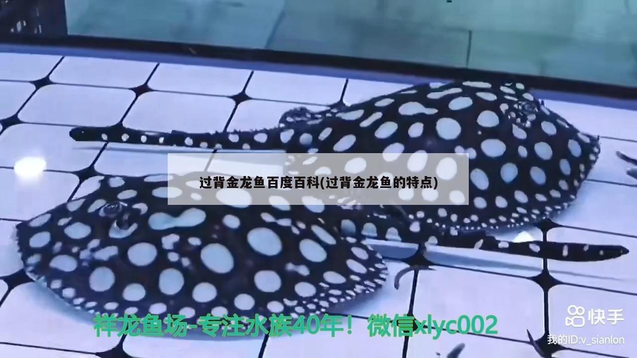 過背金龍魚百度百科(過背金龍魚的特點)