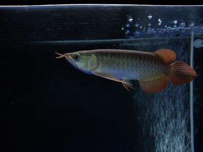紅龍魚的須子斷了還能長出來嗎：如何預防紅龍魚須子斷裂 紅龍魚的須子斷了還能長出來嗎：如何預防紅龍魚須子斷裂 紅龍魚百科 第2張