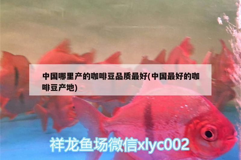 中國哪里產的咖啡豆品質最好(中國最好的咖啡豆產地)