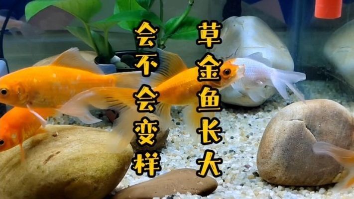 靖童魚缸，靖童魚缸怎么樣？