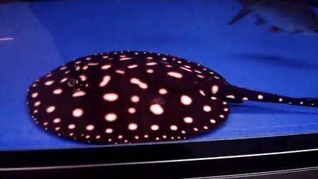 皇冠黑白魟魚視頻：皇冠黑白魟魚相關(guān)的視頻