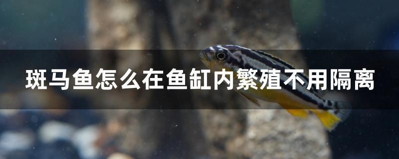斑馬魚怎么在魚缸內繁殖不用隔離 斑馬魚怎么在魚缸內繁殖不用隔離 iwish愛唯希品牌魚缸