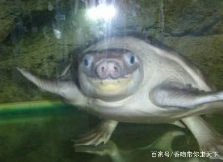 豬鼻龜瀕危物種圖片：豬鼻龜是瀕危物種嗎