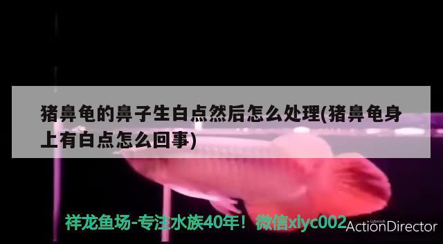 豬鼻龜?shù)谋亲由c(diǎn)然后怎么處理(豬鼻龜身上有白點(diǎn)怎么回事)