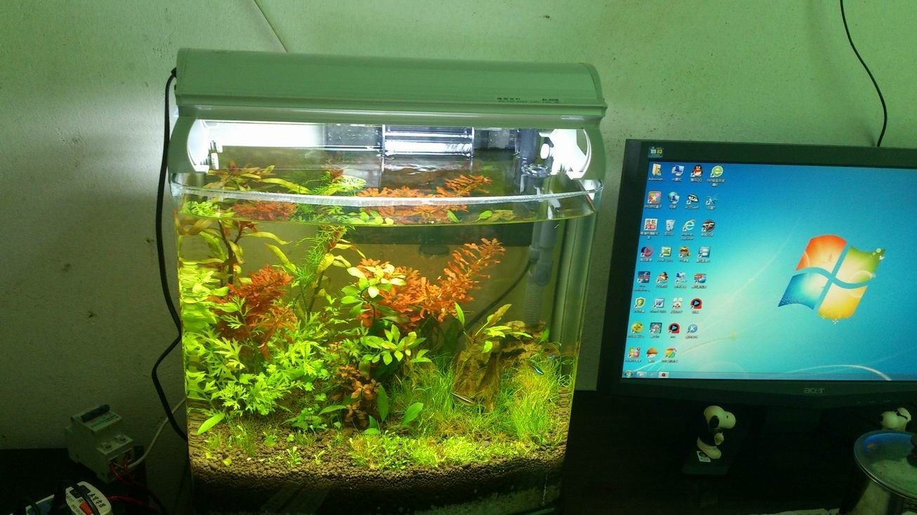 辦公室小魚缸養幾條好