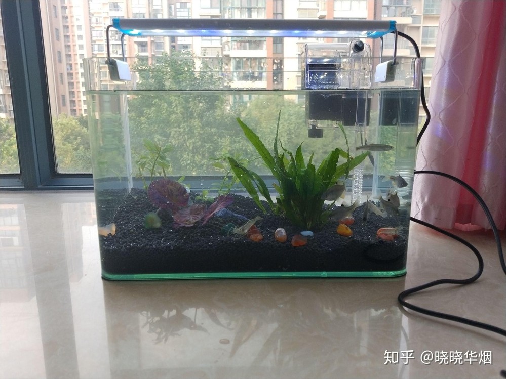 辦公室小魚缸養幾條好