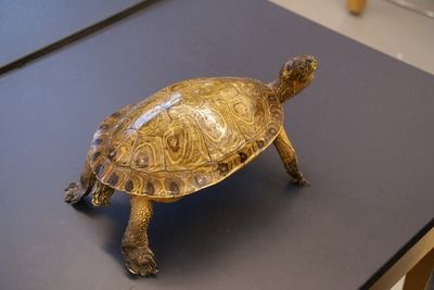豬鼻龜級別：豬鼻龜是幾級保護動物種， 豬鼻龜級別：豬鼻龜是幾級保護動物種， 豬鼻龜百科 第2張