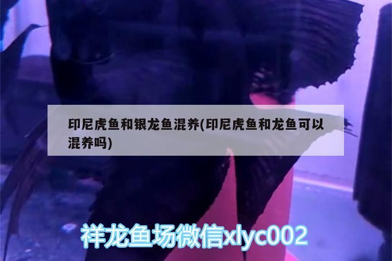 印尼虎魚和銀龍魚混養(印尼虎魚和龍魚可以混養嗎)