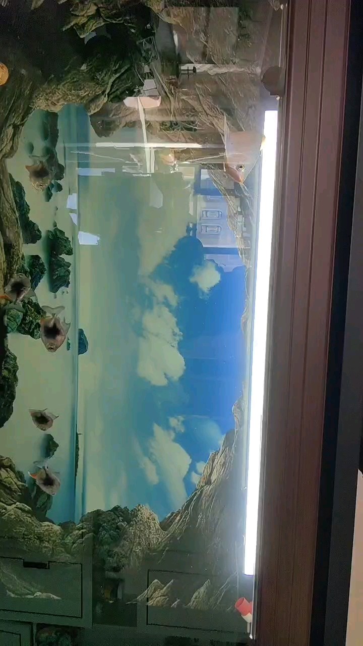 龍魚干蝦有營養嗎 看看魚怎么樣 龍魚論壇 看看魚怎么樣 看看魚怎么樣 龍魚論壇