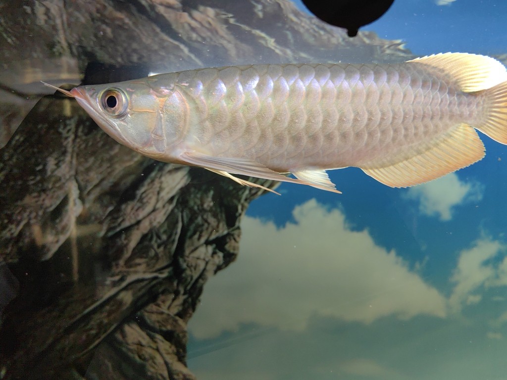 幫忙看看魚怎么樣