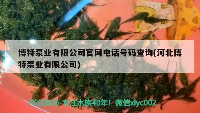 給大魚缸換水的作文:體驗(yàn)給大魚缸換水的樂(lè)趣:體驗(yàn)給大魚缸換水:給大魚缸換水的作文 博特泵業(yè)有限公司官網(wǎng)電話號(hào)碼查詢(河北博特泵業(yè)有限公司) 博特水族 博特泵業(yè)有限公司官網(wǎng)電話號(hào)碼查詢(河北博特泵業(yè)有限公司) 博特泵業(yè)有限公司官網(wǎng)電話號(hào)碼查詢(河北博特泵業(yè)有限公司) 博特水族