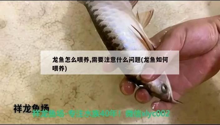 龍魚平時要加什么藥水喂食vs祥龍魚場：祥龍魚場飼料配方 龍魚平時要加什么藥水喂食vs祥龍魚場：祥龍魚場飼料配方 vs祥龍魚場 第2張