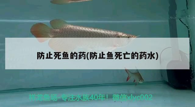 龍魚平時要加什么藥水喂食vs祥龍魚場：祥龍魚場飼料配方 龍魚平時要加什么藥水喂食vs祥龍魚場：祥龍魚場飼料配方 vs祥龍魚場 第5張