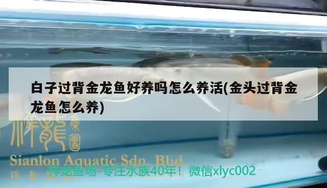 過背金龍魚好養(yǎng)嗎怎么養(yǎng)的好呢：過背金龍魚養(yǎng)護(hù)指南