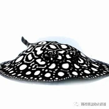 魟魚體盤上翻怎么辦：魟魚體盤上翻怎么辦，[需手動填充]魚體盤上翻怎么辦