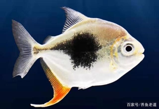 龍魚(yú)缸養(yǎng)什么魚(yú)好看，龍魚(yú)缸適合養(yǎng)哪些小型魚(yú)