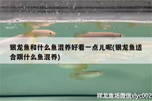 銀龍魚和什么魚混養好看一點兒呢(銀龍魚適合跟什么魚混養)