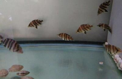 5厘米的小虎魚吃什么：5厘米的小虎魚可以喂食豐年蝦、冷凍蝦肉、餌料飼料等多種類型的飼料