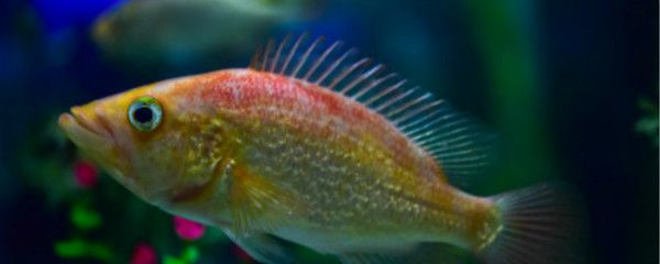5厘米的小虎魚吃什么：5厘米的小虎魚可以喂食豐年蝦、冷凍蝦肉、餌料飼料等多種類型的飼料