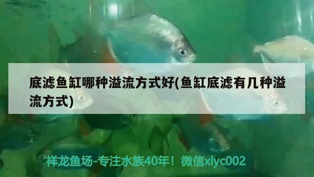給大魚缸換水的作文:體驗給大魚缸換水的樂趣:體驗給大魚缸換水:給大魚缸換水的作文 底濾魚缸哪種溢流方式好(魚缸底濾有幾種溢流方式) 金龍魚百科 底濾魚缸哪種溢流方式好(魚缸底濾有幾種溢流方式) 底濾魚缸哪種溢流方式好(魚缸底濾有幾種溢流方式) 金龍魚百科