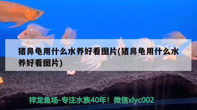 豬鼻龜用什么水養好看圖片(豬鼻龜用什么水養好看圖片) 豬鼻龜用什么水養好看圖片(豬鼻龜用什么水養好看圖片) 豬鼻龜百科