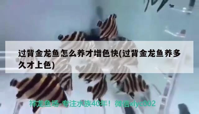 過背金龍魚怎么養才增色快(過背金龍魚養多久才上色)