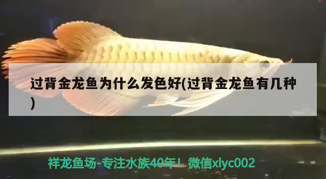 過背金龍魚為什么發色好(過背金龍魚有幾種) 過背金龍魚為什么發色好(過背金龍魚有幾種) 金龍魚百科