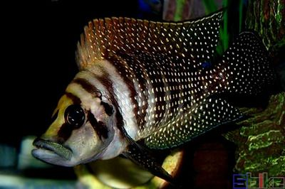 虎魚三紋和四紋哪個貴一點：虎魚三紋和四紋哪個更貴，虎魚三紋和四紋哪個更貴一點 虎魚三紋和四紋哪個貴一點：虎魚三紋和四紋哪個更貴，虎魚三紋和四紋哪個更貴一點 虎魚百科 第3張