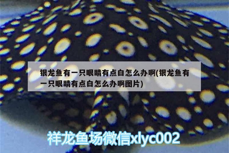 魚缸過濾器選購指南:自制魚缸過濾器魚缸上置過濾器對于養魚愛好者的必備知識 銀龍魚有一只眼睛有點白怎么辦啊(銀龍魚有一只眼睛有點白怎么辦啊圖片) 銀龍魚百科 銀龍魚有一只眼睛有點白怎么辦啊(銀龍魚有一只眼睛有點白怎么辦啊圖片) 銀龍魚有一只眼睛有點白怎么辦啊(銀龍魚有一只眼睛有點白怎么辦啊圖片) 銀龍魚百科